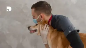 Veterinario cuidando su mascota